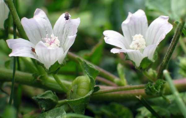 Malva neglectaa